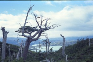 0482 PAINE - údolí Valle del Frances.jpg